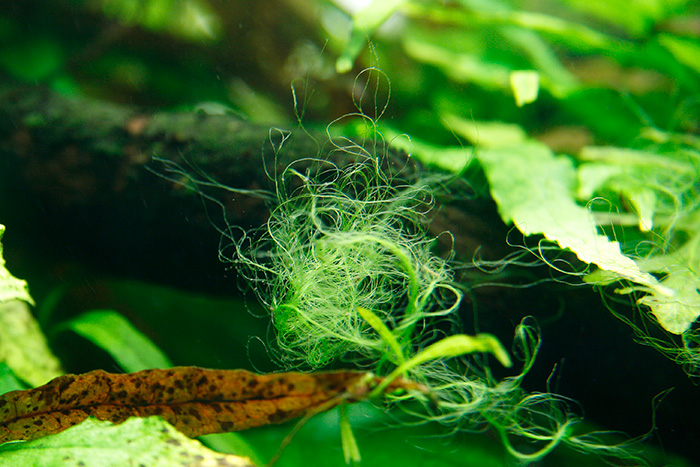 "Spirogyra, Green Hair algae"