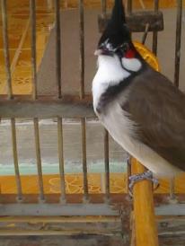 url=http://upic.me/show/46515663][img]http://upic.me/i/1b/19517_405025299585770_207275109_n.jpg[/img][/url]ption here