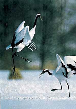 นกกระเรียน