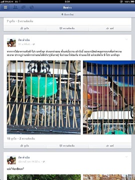 ศักยภาพ ของอาหารเสริมC proให้นกถ่ายขนกิน ถ่ายไวขนขึ้นใหม่สมบูรณ์ ถ่ายชุดใหญ่ขนเล่นได้ทั้งปี (ขนที่ถ่ายแปลว่าขนชุดนั้นหมดสภาพที่C proจะไปบำรุงแล้ว C proจะทำหน้าผลักขนเสียขน2ดองเหล่านั้นออกมา