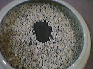 ภาพไทรโลไบต์ on upic.me