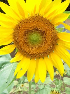 มาริยะ...น่ารักจังเลย ^^ ひまわり > http://mariya.vision-blog.jp/archives/1664143.html