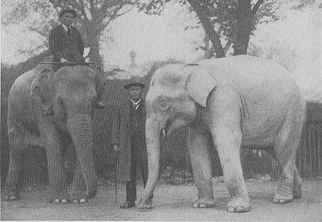 ช้างเผือก