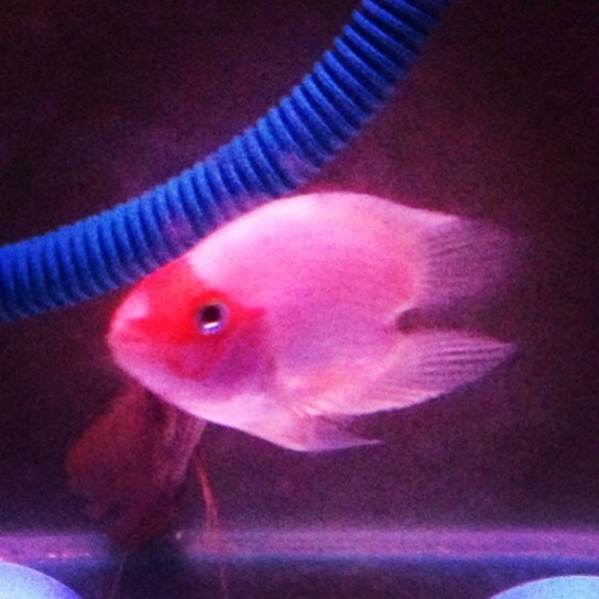 2.ปลานกแก้วตันโจ1000-