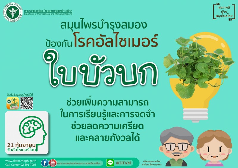 บัวบก สมุนไพรบำรุงสมอง ป้องกันโรคอัลไซเมอร์