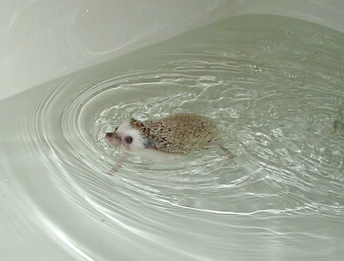 เห ??? เม่นว่ายน้ำ <(￣︶￣)/