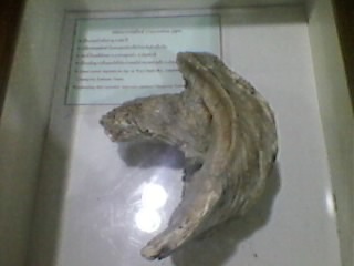 หอยนางรมยักษ์ on upic.me