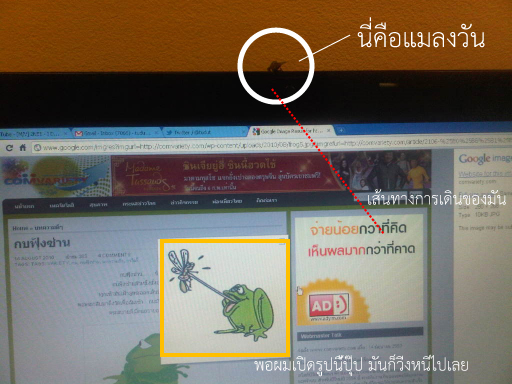 แมลงวันกลับกบจริง ๆ 