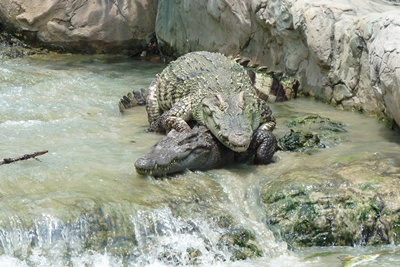 [ฉ 18+] ถึงจะหนีแล้วก็ยังตามไปปี้ต่ออย่างไม่ละเว้น