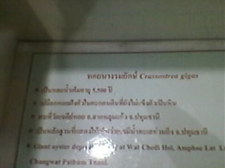 คำอธิบายหอยนางรมยักษ์ on upic.me