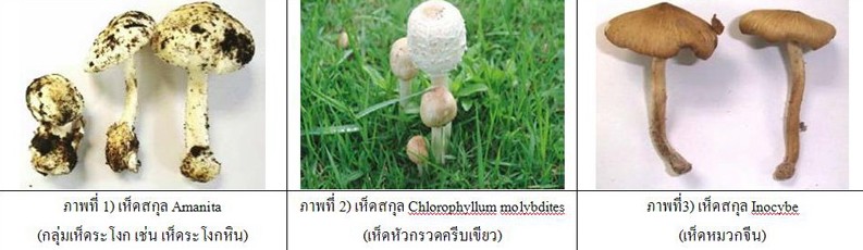 กรมวิทยาศาสตร์การแพทย์พัฒนาวิธีการตรวจพิสูจน์สายพันธุ์เห็ดพิษ พร้อมเตือนอันตรายจากเห็ดพิษ