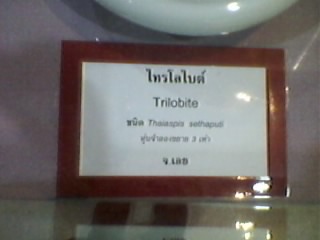 ไทรโลไบต์ on upic.me