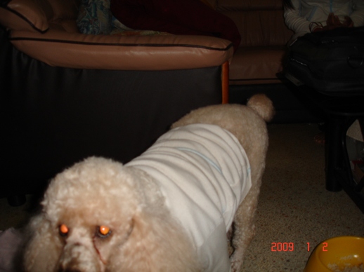 เชอร์รี่