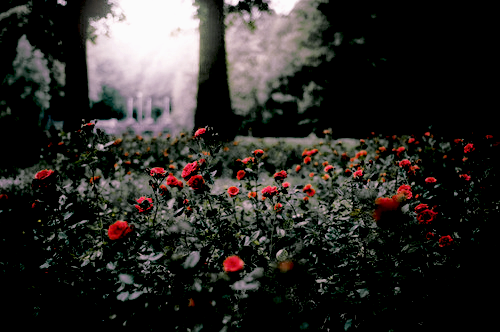 กุหลาบบ ♥