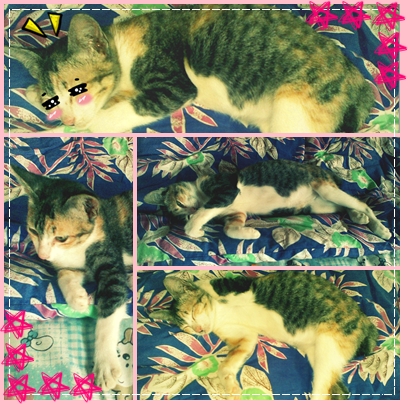 My Cat