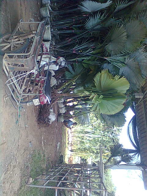 หมากเหลือง180,ตรัง50,ถลาง170