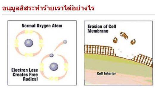 ?อนุมูลอิสระ? ทำร้ายเราได้อย่างไร | ?เซซามิน? สารต้านอนุมูลอิสระชั้นสูง