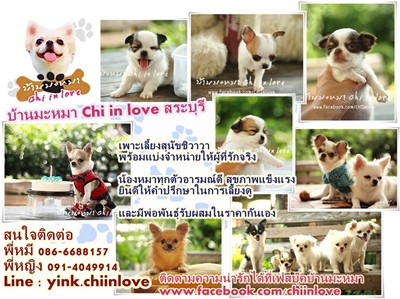 ชิวาวา