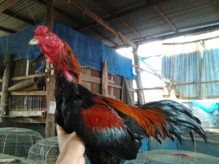ฝากรูป