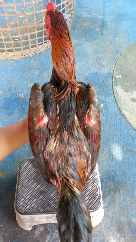 ฝากรูป