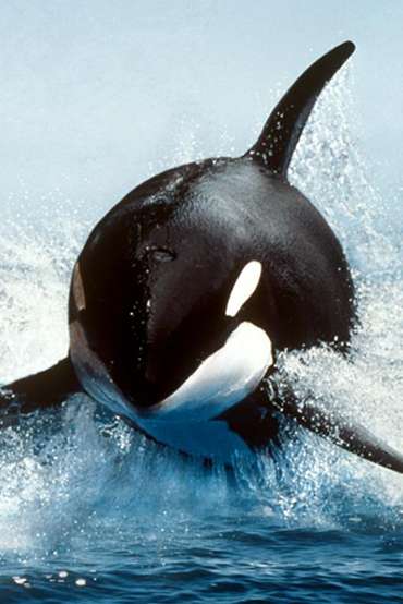 ปลาวาฬเพรฌฆาต 