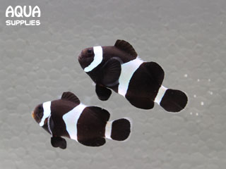 Black Clownfish BC1 (10-4-13)