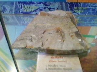 ฟอสซิลหิน on upic.me