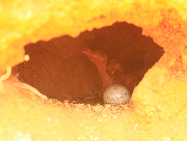 ตามติดชีวิต 'ลูกนก' part 4 : ชีวิต 'ลูกนก' สองพี่น้อง (คุณพ่อคุณแม่ไปทำงาน ^^')