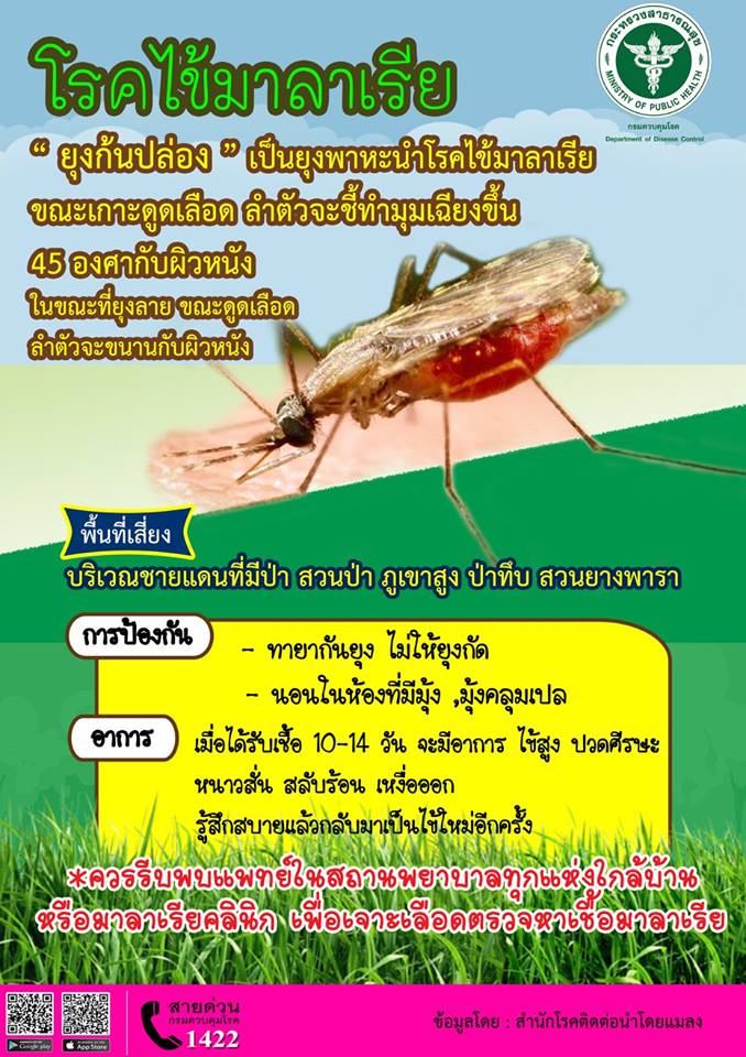 [ ความรู้ ] โรคไข้มาลาเรีย  มี ..ยุงก้นปล่อง..เป็นยุงพาหะ