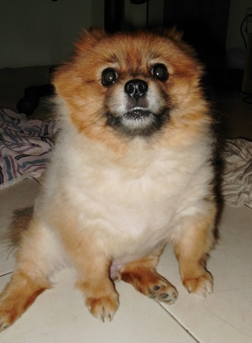 หมาอ้วน 