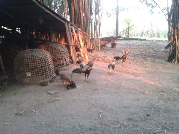 ฝากรูป