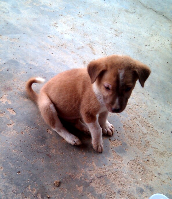 น้องหมา สมาชิกใหม่ที่บ้าน testing twitpic share photoshop integration