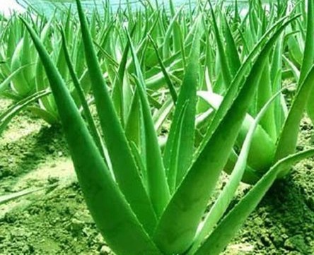ว่านหางจระเข้ - Aloe vera กับสรรพคุณและประโยชน์ที่หลากหลาย