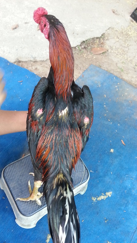 ฝากรูป