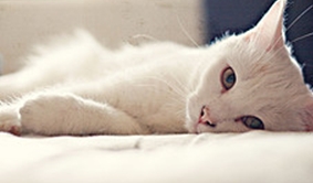 เมี้ยวววววววววววว ~