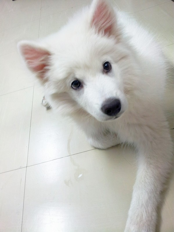 ขนฟูปุกปุย T_T โธ่ ฟัด @happy_inox แทนก็ได้