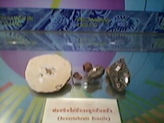 เสร็จจาก LAB แล้ว ไปดูกันต่อ ภาพนี้เป็น ฟอสซิลไม่มีกระดูกสันหลัง 