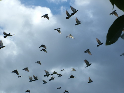 ฝากรูป