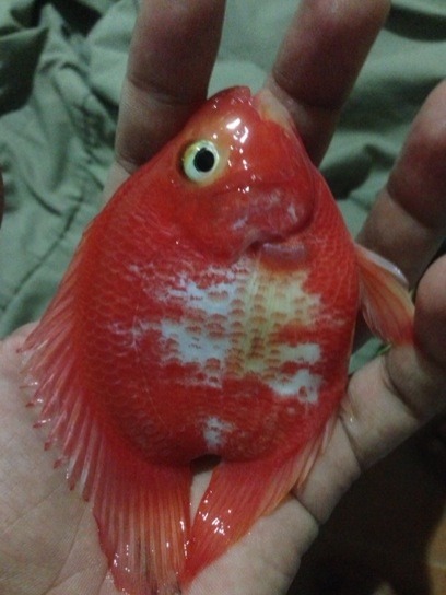 ปลานกแก้วด่าง500-