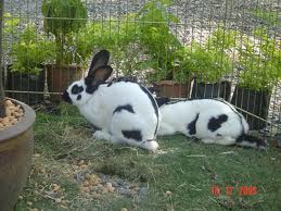 @bonusnoon เนี่ย ตัวใหญ่ประมาณนี้เลย ฟูจิ อ่ะ