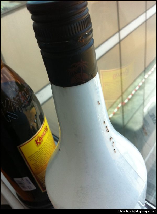 ช่วยด้วยยย กองทัพมด บุกยึด malibu