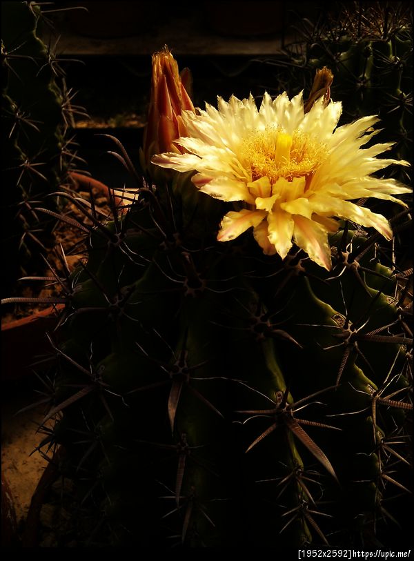 ดอกแคคตัส