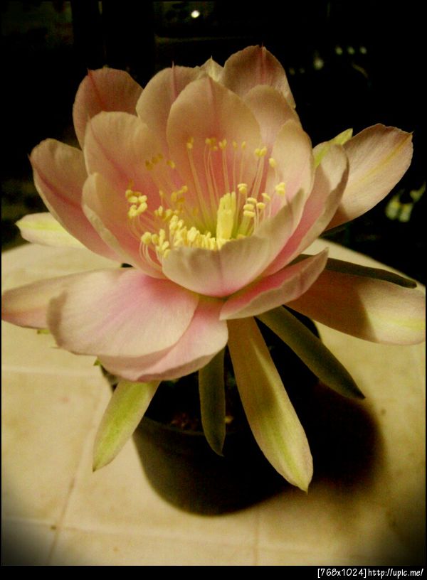 บานแล้ว