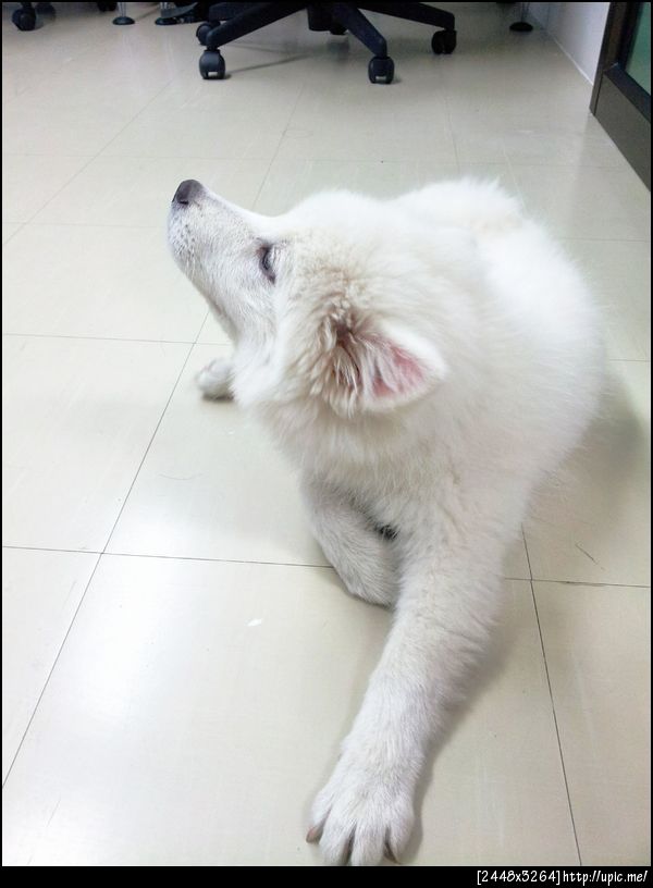 ไอ้ @happy_inox ขนฟูน่ารักมาก >//<