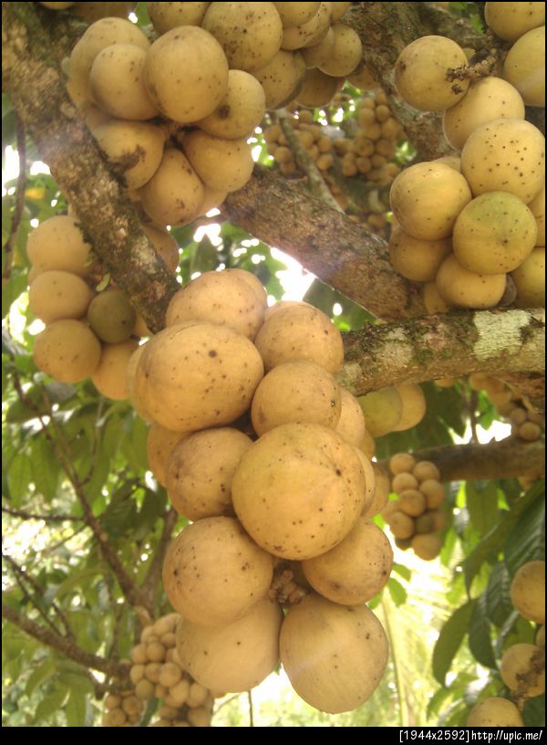 ลองกองช่อน้อยใหญ่