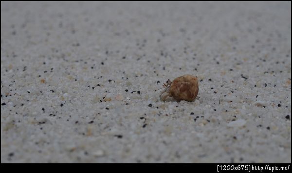 แฮร่ ! ปูเสฉวน