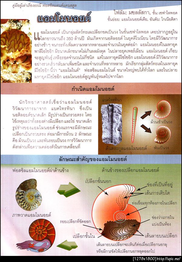 485แอมโมนอยด์