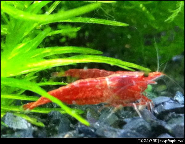 มาดูน้องกุ้งที่คอนโด @tapecom