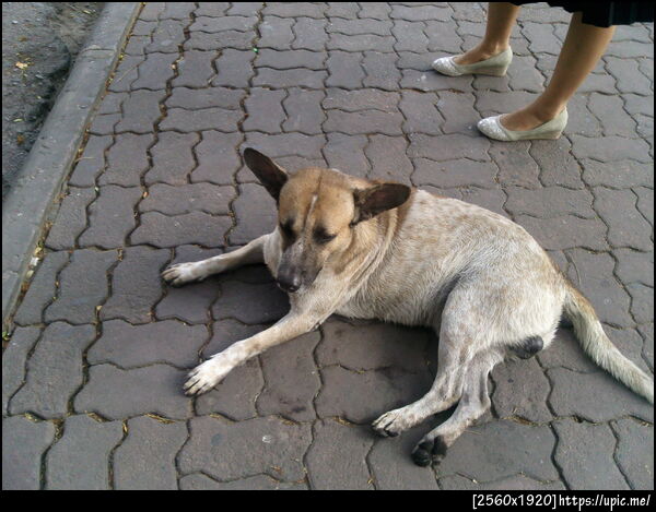 หมาน้อยชื่อ ET อยู่หน้าเซเว่น ใกล้ ศร.1