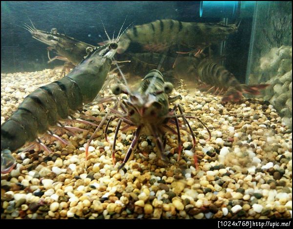 กรุ้งงงงง